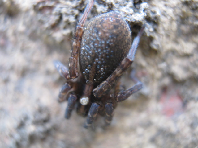 Lycosoide coarctata; Trochosa sp.